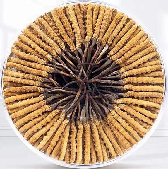 孟村冬虫夏草回收